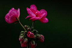 Geranium Flower