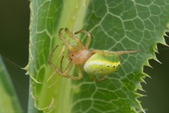 Araignée-concombre (Araniella cucurbitina)