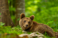 Bären in Slowenien (die Einzelgänger)