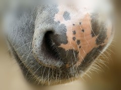 animal noses