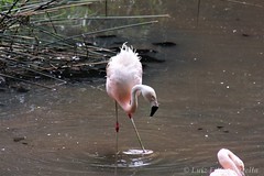 flamingo-chileno (Phoenicopterus chilensis)