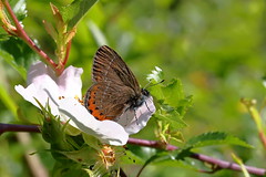 Butterflies & Moth's