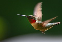 Hummingbirds 2023