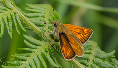 Butterfly Skippers