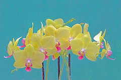 Orchid Melody