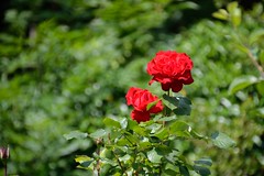 Our rose garden(s)