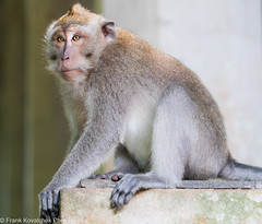 Bali 2023 - Ubud Sacred Monkey Forest Sanctuary