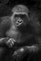 Gorilla at the Buffalo Zoo, June 2023