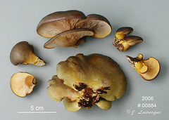 Sarcomyxaceae