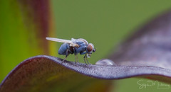 Fly Fruit Fly