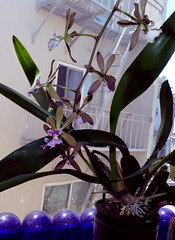  orchid hybrids i've bloomed #18