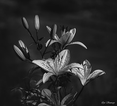 Tiger Lily in BW