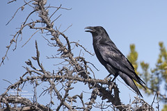 Bird Families: Crows, Jays, and Magpies (Corvidae)