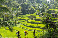 Bali 2023 - Tegalalang Rice Terrace