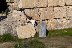 Cats of Carthage