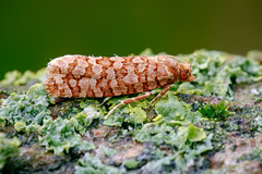 Tortrix moth - Lozotaeniodes formosana
