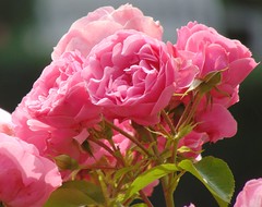 Rose Garden in Świdnica.