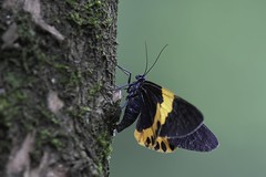 Milionia Zonea(Moth)