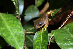 6-9-2023 Copan Stream Frog (Ptycholhyla hypomykter)- Lifer