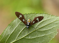 Butterflies and Moths of Ecuador