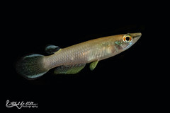 Aplocheilidae (Killifish)