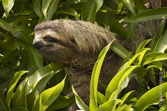 Sloth and Anteater
