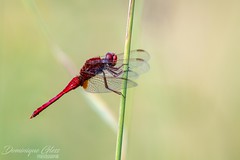 Crocothémis écarlate - Scarlet dragonfly