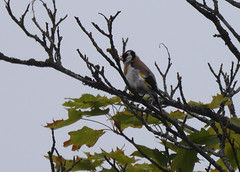European goldfinch(Steglits)