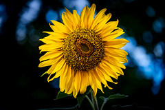 Sunflower Unfolding
