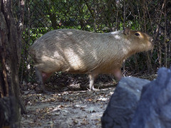 Memphis Zoo 08-28-2014 - Capybara 1