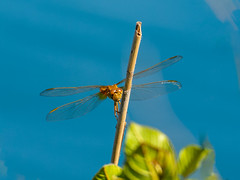 Dragonfly / Libellule