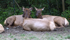 Memphis Zoo 08-28-2014 - Elk 2