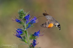 Moro-sphinx - Hummingbird hawk-moth