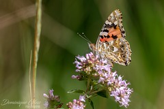 Belle-Dame - Painted lady