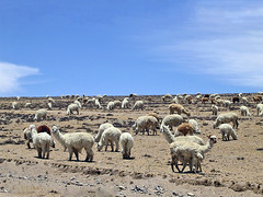 Le Pérou, sur l'Altiplano de Cusco à Puno
