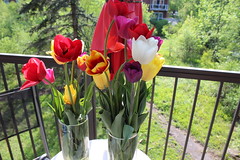 Tulipes et fête des mères