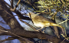 Oreoicidae -  Australo-Papuan Bellbirds