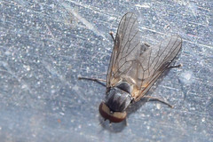 Diptera - Rhagionidae family