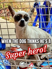 Super hero dog!
