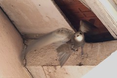Martinet pâle - Pallid Swift (Apus pallidus)