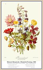 Historic Botanicals - 1868 Elizabeth Twining