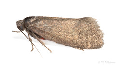 Lepidoptera: Lypusidae of Finland
