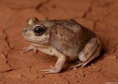 Australian Burrowing Frogs (Limnodynastidae)
