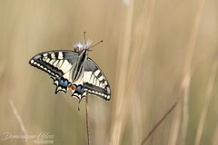 Machaon - Swallowtail