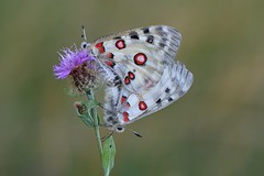 Butterflies - Papilionidae (otakárci)