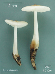 Agaricales