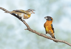 Birds of Cuyamaca Woods