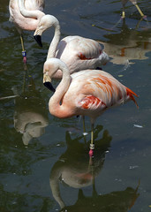 Memphis Zoo 08-28-2014 - Flamingo 3