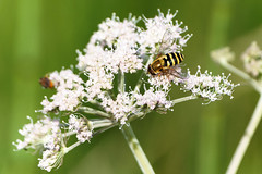 Common banded hoverfly