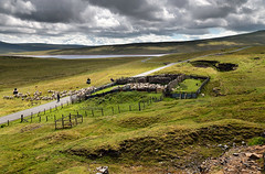 Fell gather at Cow Green Reservoir, Teesdale, 11/07/23
